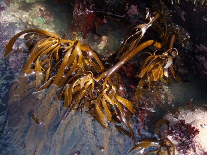 O que você precisa saber sobre Algas Marinhas